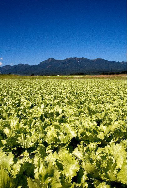川上村のレタス