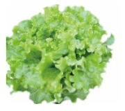 バタビアレタス　ブーケ