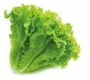 サニーレタス・リーフレタス